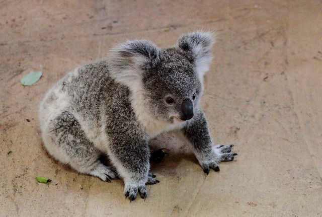 Koala baby Owen