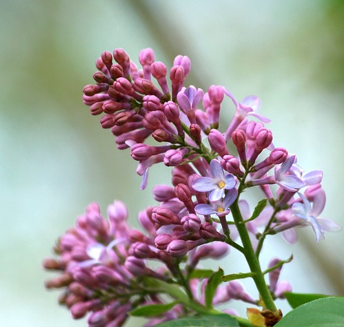 Lilac Bush Blooms