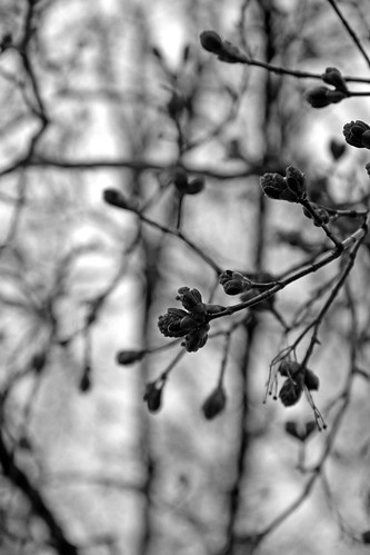 black and white maple buds by Elli :-)