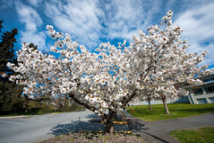 White Cherry Tree