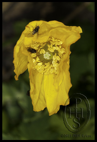 Yellow Poppy on May Day in Midlothian Scotland (103)