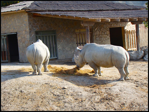 Rinocerontes en Tabernas