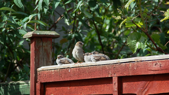 Mother sparrow and three fledglings sitting on a fence