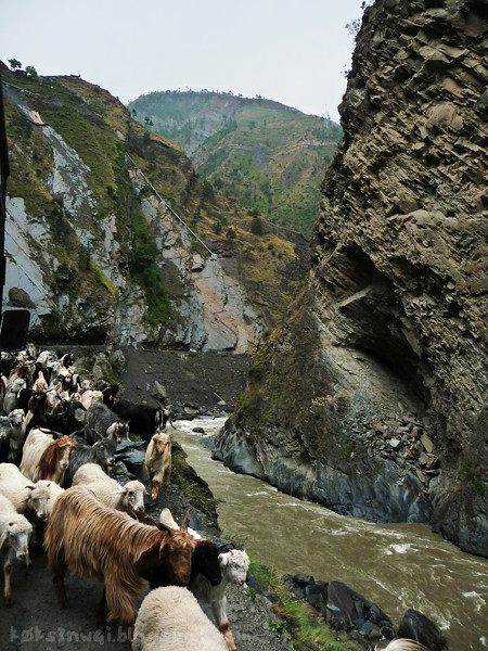 Bharmour Goat Road