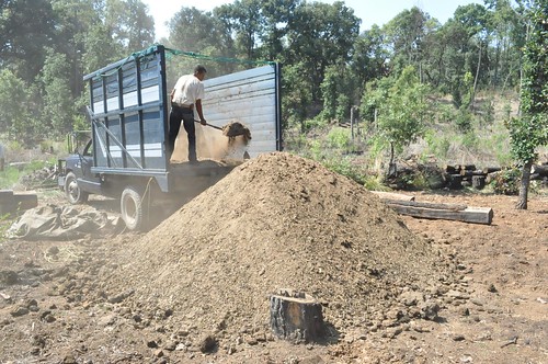 Delivery of sheep manure to the Dimple gardens. 