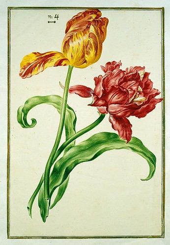 016-tulipan 16-Karlsruher Tulpenbuch - Cod. KS Nische C 13- Badische LandesBibliotheK