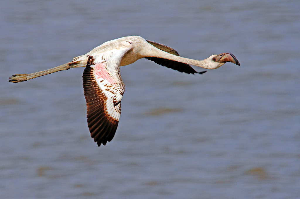 2011_05_05_023099_Flamingo_Moulting_flight