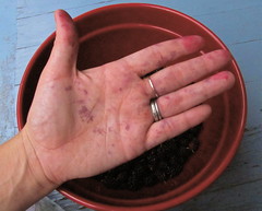 Mulberry Stains