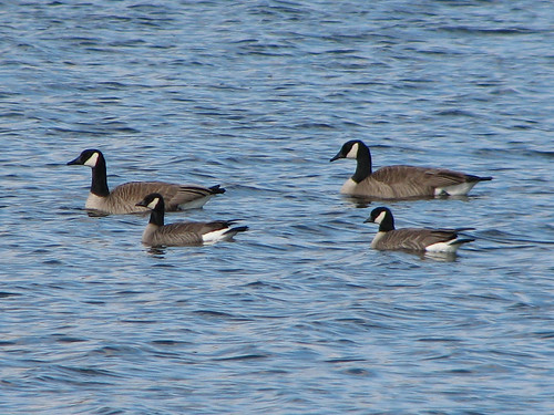 Cackling Geese