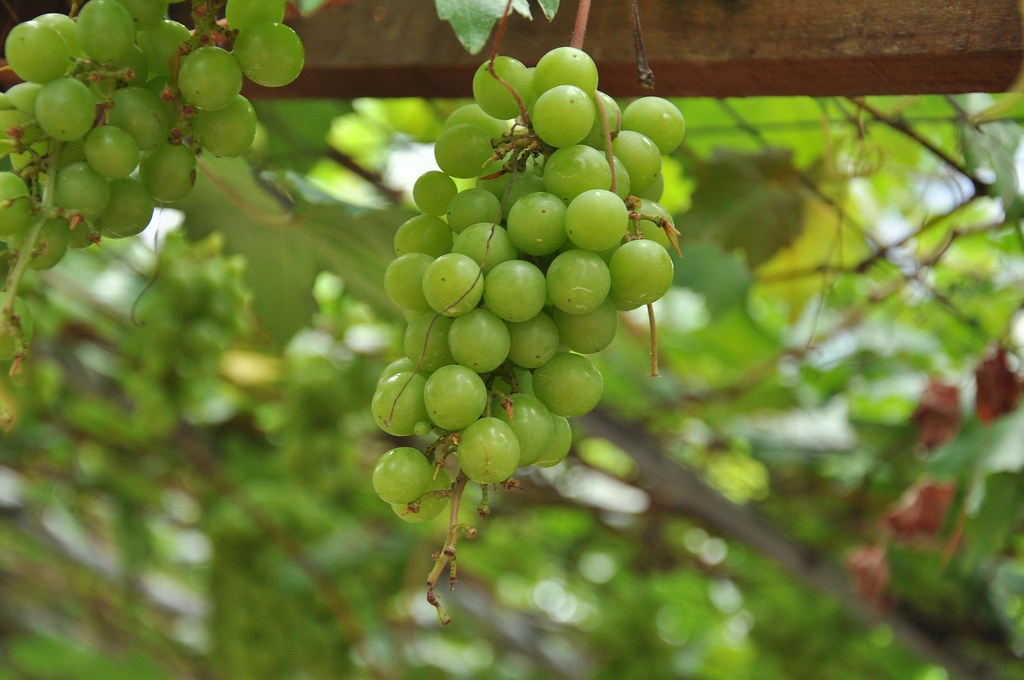 Fruity day of grapes 葡萄乐 ...