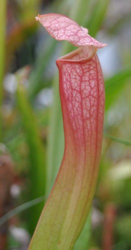 Unknown Sarracenia hybrid