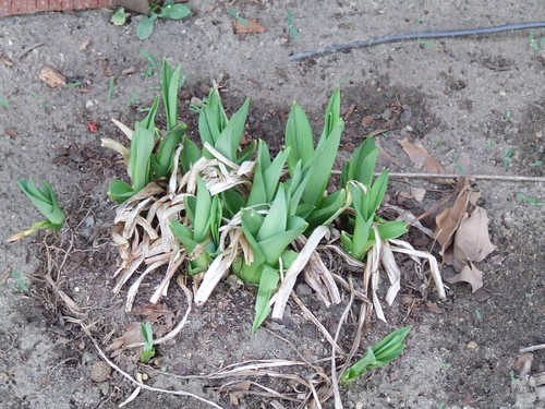 Day Lilies Sprouting