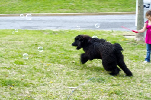 Charlie chasing Bubbles