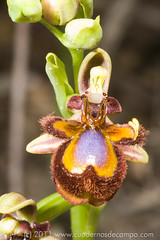 20110413-Ophrys-speculum