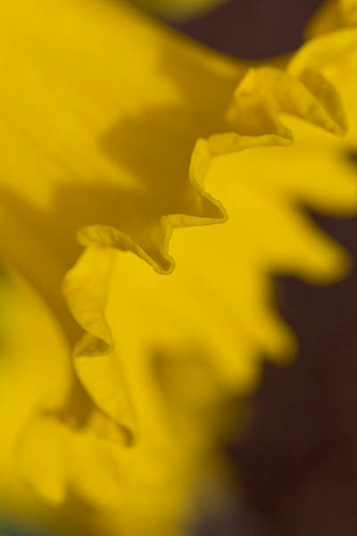 Daffodil Macro,Spring Flower in Madison Wisconsin Garden