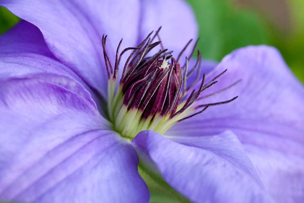 Purple Flower Detail #1