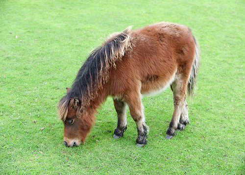 Brown_miniature_pony