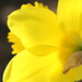 Daffodil detail