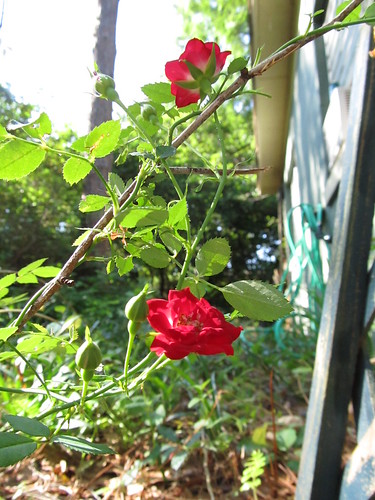 Morning sun on roses