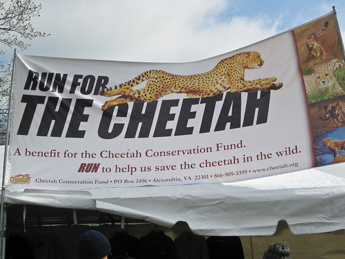 Run for the Cheetah