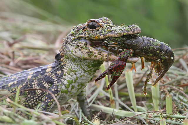 Baby alligator eats Crawfish