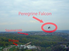 Peregrine Falcon Atop the Cathedral of Learning
