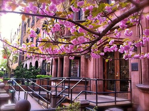 Blooms overhead in Manhattan