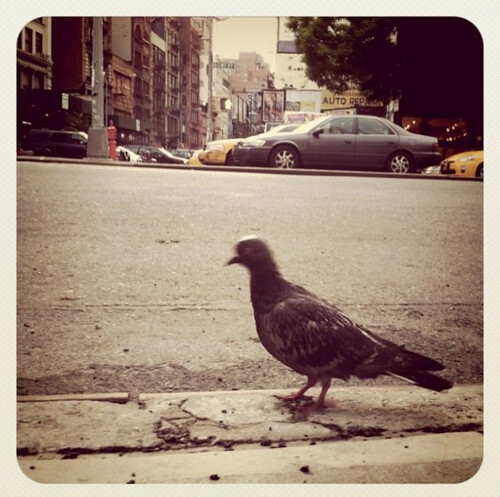 NYC. Bird.  by Making Deals Zine
