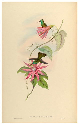 017-An introduction to the Trochilidae or family of humming-birds- Vol 5- 1861-John Gould