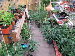 Greenhouse toms and peppers
