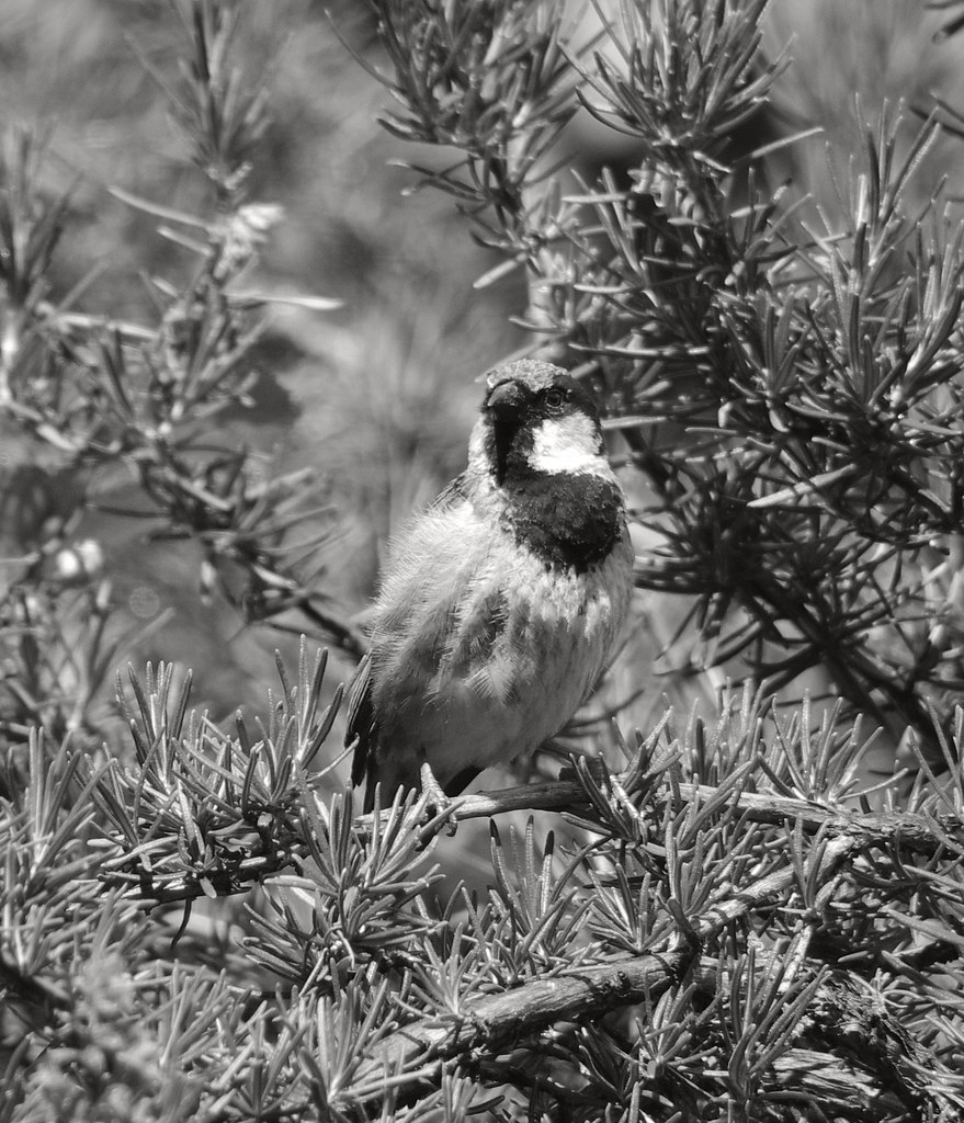 4th Avenue June Sparrows 02 bw