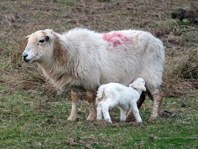 24042 - Sheep and lamb, Bryn-bach-Common