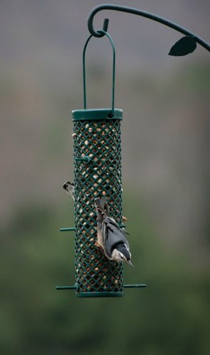 White-breasted nuthatches, Mar 2011