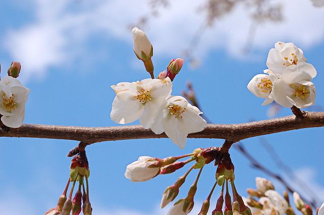 Missouri Botanical Garden (Shaw's Garden), in Saint Louis, Missouri, USA - white cherry blossoms