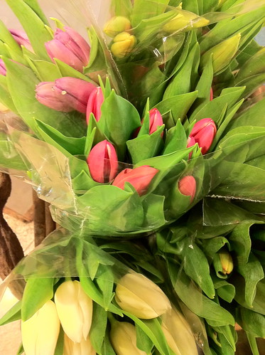 tulips! by unglaubliche caitlin
