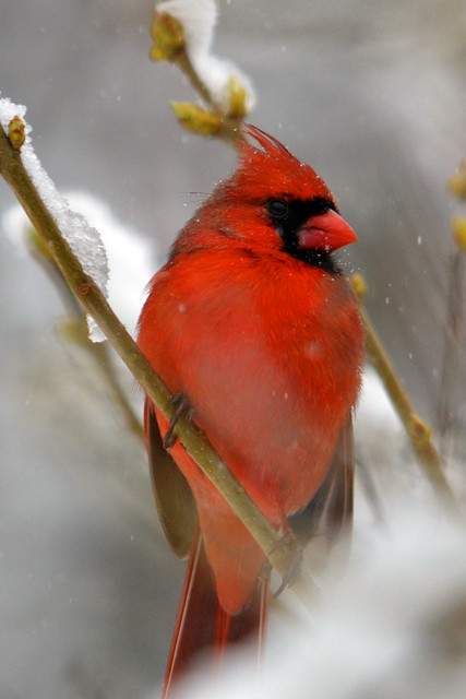 last storm cardinal