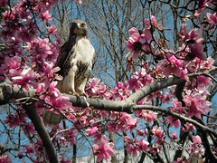 hawk in Lafayette Square, downtown DC (by: Lia Brown, creative commons license)