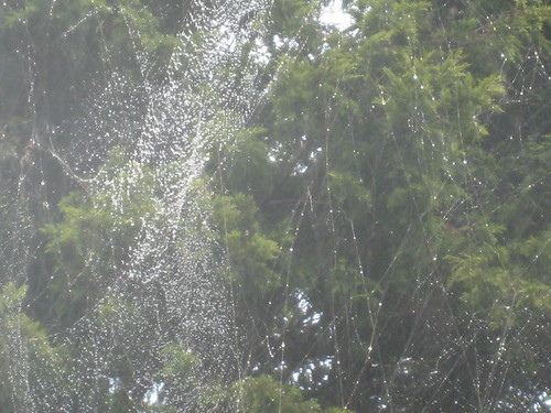 Spiders' webs IMG_4019
