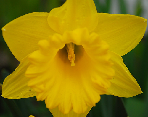 Yellow Daffodil by Sandee4242