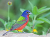 North Wind Blows. Painted Bunting