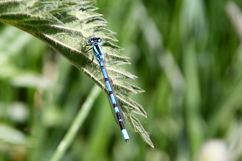 Mayflies - common blue