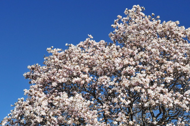 Magnolia at the Arb (DS3_8642)