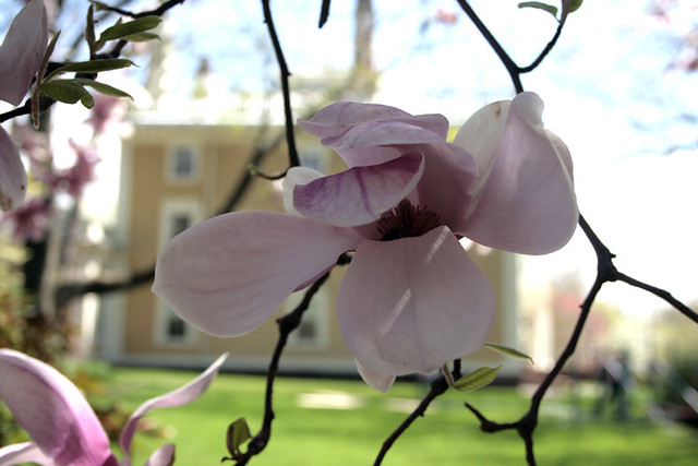 fleeting magnolias