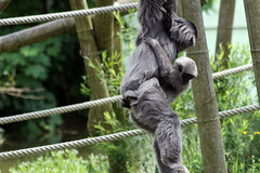 Grauer Gibbon - Mutter & Kind