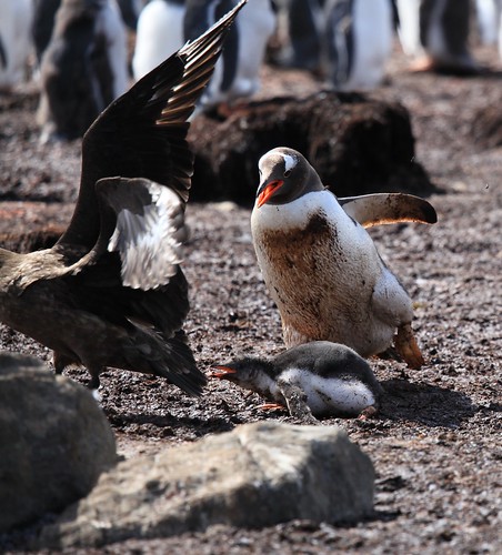 Gentoo Penguin rescues its Chick from a Brown Skua