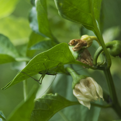 A Hopper on my Peppers