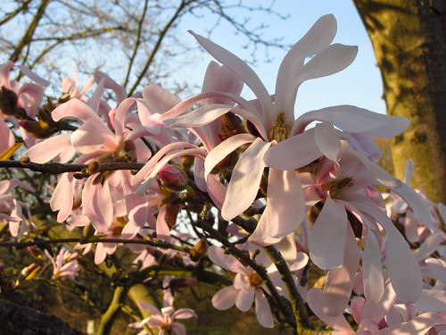 Magnolia at Kew Gardens