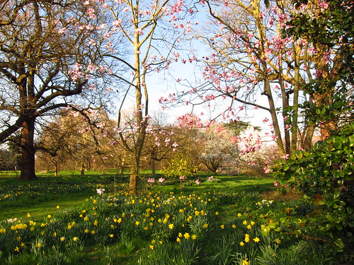 Magnolia Trees at Kew Gardens
