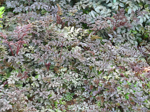 Angelica stricta 'Purpurea'