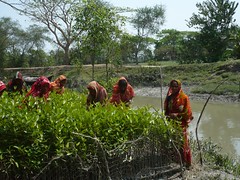 Women tending the mangrove seedlings 